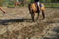 Tutti a cavallo